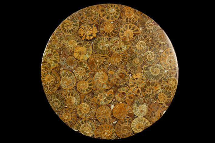 Composite Plate Of Agatized Ammonite Fossils #130569